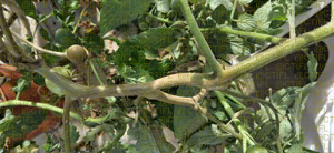 Symptôme d'acariose bronzée sur tomate, dégâts sur tige et fruit dus à Aculops lycopersici